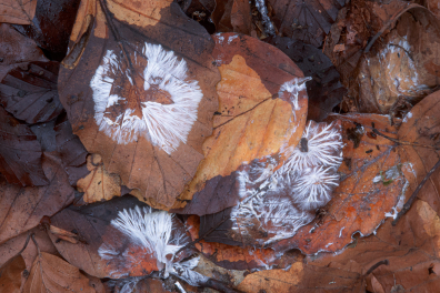 Décomposition des feuilles mortes par le mycélium de la litière